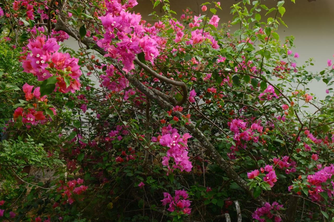 Magnolia Guesthouse Varkala Eksteriør bilde